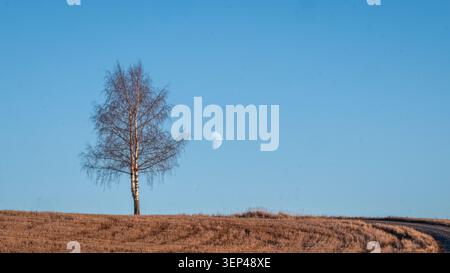 Einsame Birke, die auf einem ländlichen Feld unter einem Mond bei Tag in einem klaren blauen Himmel steht. Minimalistische Landschaft mit Kopierraum Stockfoto