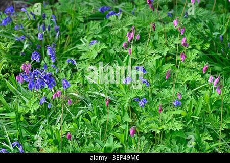 Frühlingsgartenszene mit blauen Glockenblöcken und rosa dicentra formosa UK Garden May Stockfoto