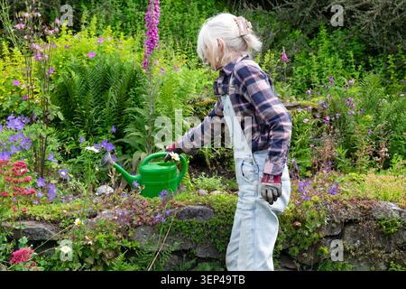 Ältere Frau, die in Steingarten im Garten arbeitet Unkrautjäten Bewässerung von Blumen Bewässerungsdose im Blumenbeet im Juni Sommer Wales UK KATHY DEWITT Stockfoto