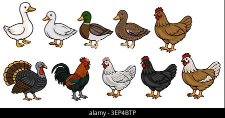 Set von niedlichen Bauernhof Vogel Illustrationen Vektor Stock Vektor
