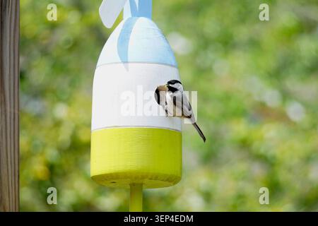 Chickadee in einem Vogelhaus im Hinterhof in Virginia Stockfoto
