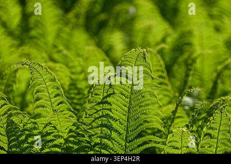 Frische grüne Farnwedel von Shuttlecock oder Straußenfarne Matteuccia struthiopteris, die im britischen Garten im Mai angebaut werden Stockfoto