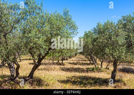 Der Olivenhain, den Van Gogh in mehreren seiner Gemälde in Saint Remy de Provence verwendete Stockfoto