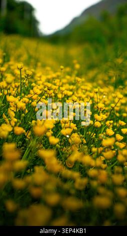 Blumen im Regen Stockfoto