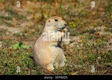 Schwarzschwanzhund Prairie Dog kauen auf einem Stück Gras im Theodore Roosevelt National Park in North Dakota Stockfoto