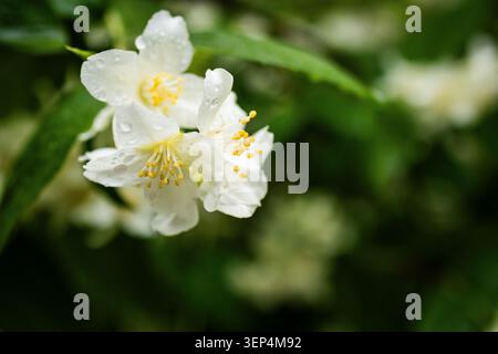 Weiße, jasminartige Blüten öffnen sich mit gelben Mittelpunkten und taufrigen Blütenblättern, die auf dunkelgrünes Grün gesetzt sind, verleihen ihre weichen Formen und ihre Süße, die auf einen warmen Abend hindeuten Stockfoto