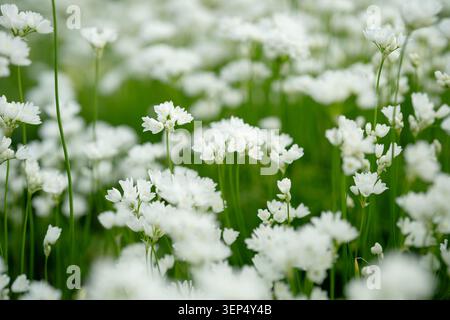 Dekorative Zwiebelblüte im Frühling. Blüten der wilden Allium Zebdanence Stockfoto