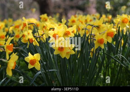 Narzissen, Narzissen „Fortune“, Amaryllidaceae. UK. Narcissus 'Fortune' ist eine kräftige, großschmelzende Narzissen. Stockfoto