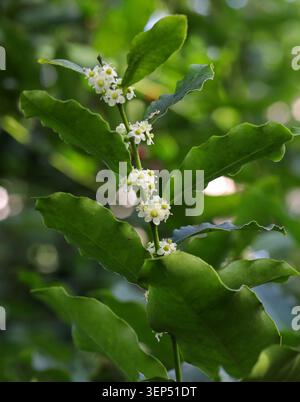 Holly, Ilex tolucana, Aquifoliaceae. Mexiko und Mittelamerika. Ilex tolucana ist eine Baumart aus der Familie der Holly Aquifoliaceae. Stockfoto
