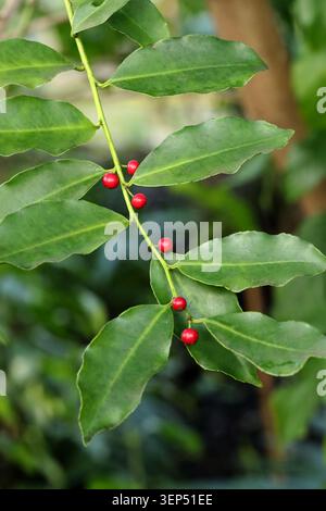 Holly, Ilex tolucana, Aquifoliaceae. Mexiko und Mittelamerika. Ilex tolucana ist eine Baumart aus der Familie der Holly Aquifoliaceae. Stockfoto
