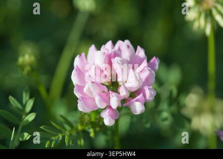 Coronilla Varia Rosa Blume Stockfoto