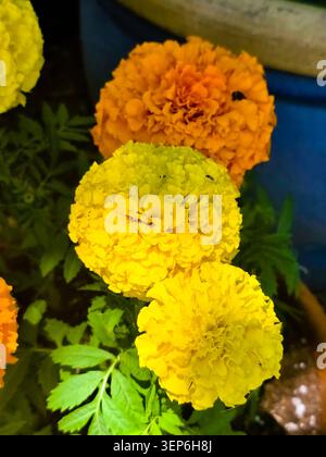 Gelbe und orangefarbene Ringelblumen blühen im Garten mit leuchtenden Naturfarben Stockfoto