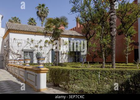 Jardines del Alcazar, Gärten mit Palmen im Alcazar, Königspalast von Sevilla, Sevilla, Spanien Stockfoto