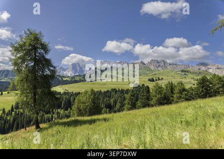 Blick von der Seiser Alm auf Rosengarten und die Rosszaehne in den Dolomiten, Suedtirol, Italien. Blick von der Seiser Alm in Richtung Rosengartengros Stockfoto