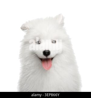 Porträt des glücklichen Samoyed-Hündchens isoliert auf weißem Hintergrund, Vorderansicht Stockfoto
