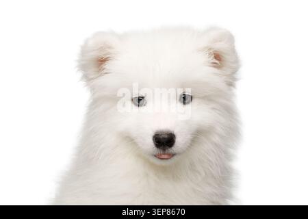 Porträt des süßen Samoyed Hündchens isoliert auf weißem Hintergrund, Vorderansicht Stockfoto