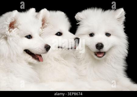 Nahaufnahme drei lustige weiße Samoyed Welpen freundlich zusammen liegend isoliert auf schwarzem Hintergrund, Vorderansicht Stockfoto