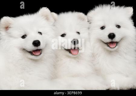 Close-up drei weiße Samoyed Welpen freundlich zusammen liegend isoliert auf schwarzem Hintergrund, Vorderansicht Stockfoto