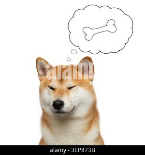 Porträt von Shiba inu Hund mit geschlossenen Augen denken, in Wolkenknochen, auf isoliertem weißem Hintergrund, Vorderansicht Stockfoto
