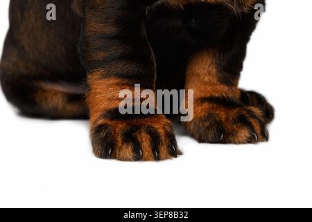 Schnurhaarige Dackelhund-Hündchen-Vorderpfoten extreme Nahaufnahme mit schwarzem und braunem Fell auf weißem Hintergrund, Studioaufnahme Stockfoto