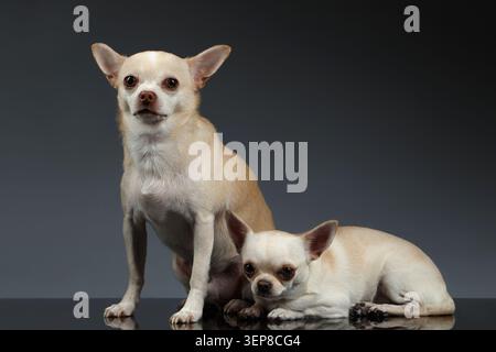 Porträt zweier Chihuahua-Hunde, die auf blauem Hintergrund sitzen Stockfoto