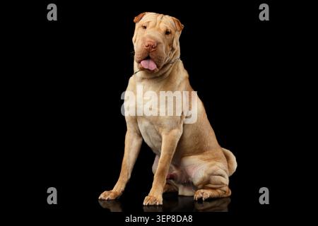 Sharpei Hund sitzt auf isoliertem schwarzen Hintergrund, Seitenansicht Stockfoto