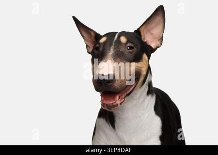 Nahaufnahme Porträt des Happy Bull Terrier Dog Lächelns auf isoliertem weißem Hintergrund, Vorderansicht Stockfoto