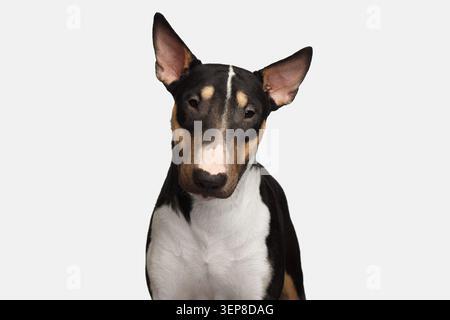 Porträt des niedlichen Bullterrierhundes, der in der Kamera auf isoliertem weißem Hintergrund schaut, Vorderansicht Stockfoto