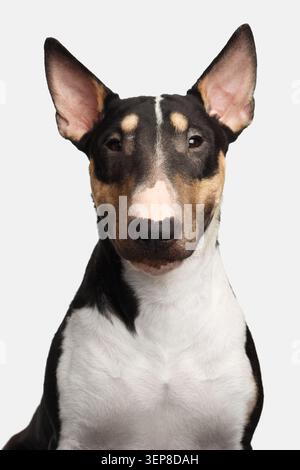 Porträt des wunderschönen Bullterrierhundes, der in der Kamera auf isoliertem weißem Hintergrund schaut, Vorderansicht Stockfoto