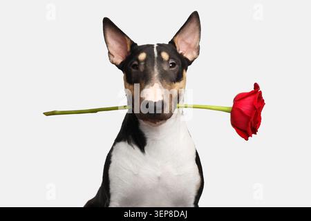 Porträt des Gentlemen Bullterrier Dog mit Blume im Mund, der in die Kamera auf isoliertem weißem Hintergrund schaut, Vorderansicht Stockfoto