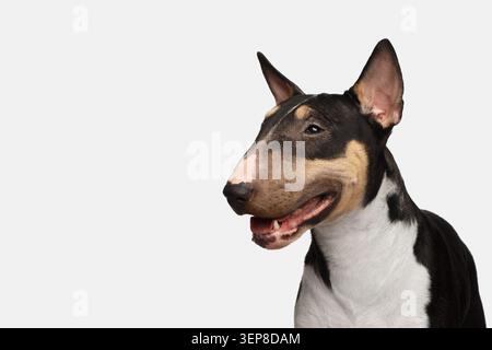 Nahaufnahme Porträt von Happy Bull Terrier Dog auf isoliertem weißem Hintergrund, Profilansicht Stockfoto
