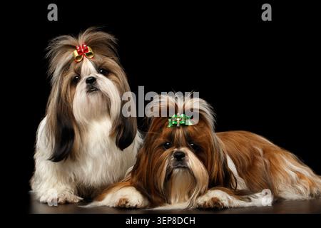 Ein paar Hunde der Rasse Shih-Tzu auf isoliertem schwarzem Hintergrund Stockfoto
