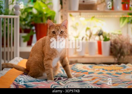 Eine orangene Tabbykatze mit hellen Augen sitzt auf einer lebhaften Decke in einem warmen Innenraum, gefüllt mit verschiedenen grünen Pflanzen in Töpfen, die ein friedliches Atmo schaffen Stockfoto