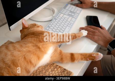 Eine orangene Tabbykatze liegt auf einem Schreibtisch und hält eine Pfote auf die Hand eines Mannes, während er zu Hause mit Telefon und Maus an einem Computer arbeitet. Stockfoto