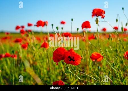 Pulsierende Felder voller roter Mohnblumen erstrecken sich über die Landschaft, beleuchtet von der Sonne vor einem klaren blauen Himmel, was einen malerischen Sommersc schafft Stockfoto