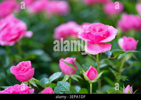 Abstrakter rosa Rosengarten im Ölgemälde-Stil mit mehreren Blüten und Knospen, romantische traumhafte Blumenlandschaft Stockfoto