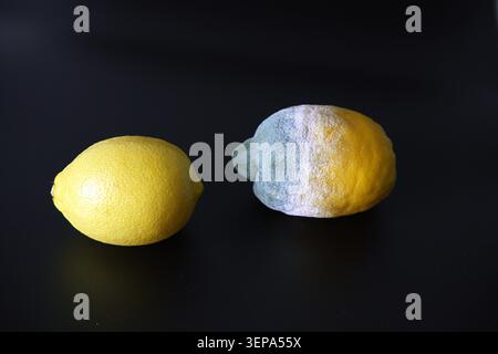 Zwei Zitronen auf schwarzem Hintergrund, wobei eine Frucht frisch und die andere mit Schimmel bedeckt ist. Hochwertige Fotos Stockfoto