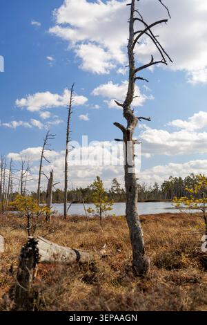 Perspektivischer Blick auf einen rustikalen Holzsteg, der sich bis zum Horizont durch ein riesiges Torfmoorreservat unter einem dynamischen bewölkten Himmel erstreckt. Stockfoto