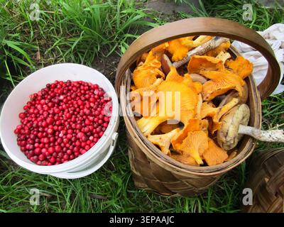 Frische Pfifferlingen und rote cowbeeren in Korb und Eimer, Bio-Food-Konzept. Stockfoto
