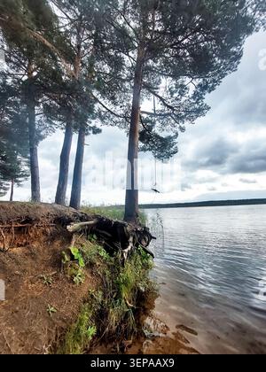 Malerisches Seeufer mit hohen Kiefern und freiliegenden Wurzeln an einem steilen Ufer unter bewölktem Himmel. Stockfoto