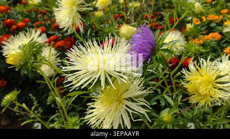 Schöne Nadelaster oder Chrysanthemen blühen im Garten, Sommer floraler Hintergrund. Stockfoto