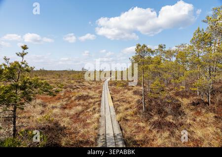 Ein langer Holzplankenpfad erstreckt sich weit in eine malerische Sumpflandschaft unter einem hellblauen Himmel. Stockfoto