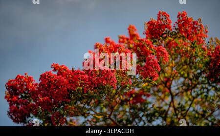 Rote Blumen blühen auf einem Baumzweig gegen blauen Himmel. Blühende Blumen im Sommer. Baumzweige bedeckt mit roten Blumen. Die Lagerstroämieblume. Stockfoto