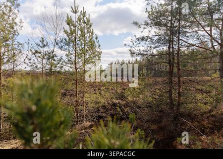 Ein landschaftlicher Blick auf ein geerntetes braunes Torffeld durch die Zweige junger Kiefern an einem hellen Frühlingstag mit Wolken. Stockfoto