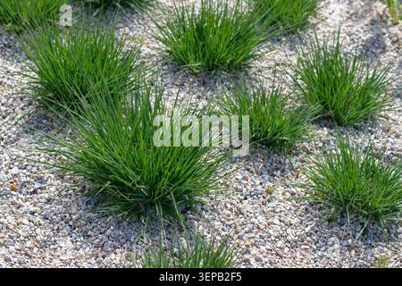 Frisches, hellgrünes Ziergras, das im Frühjahr auf einem mit hellem Kies gemulkten Blumenbeet auftaucht. Sauberes Gartendesign mit natürlichen Texturen Stockfoto