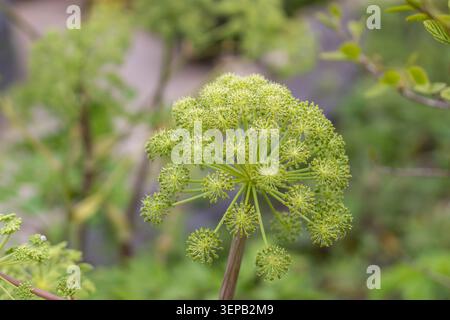 Nahaufnahme von Angelica archangelica, bekannt als angelica, Garten angelica, wildem Sellerie und norwegischer angelica. Elegante Blütenstände gegen ein weiches Stockfoto