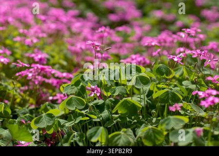 Seitenansicht Nahaufnahme von Oxalis articulata, auch bekannt als rosafarbener Sauerampfer, rosafarbener Sauerampfer, Fensterkasten-Sauerampfer, chari amilo und Sauergras, ein Mitglied der Th Stockfoto
