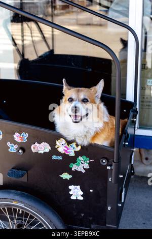 Corgi-Hund in einem Gepäckfahrradkorb, Kopenhagen, Dänemark Stockfoto