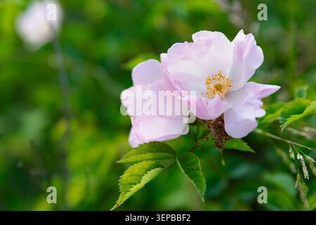 Zarte blassrosafarbene Wildrosenblüte mit weichem grünem natürlichem Hintergrund Stockfoto