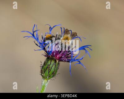 Biodiversität – Bombus Pascuorum – Bestäubung von Carder Bienen in natürlichen Lebensräumen. Hochwertige Fotos Stockfoto